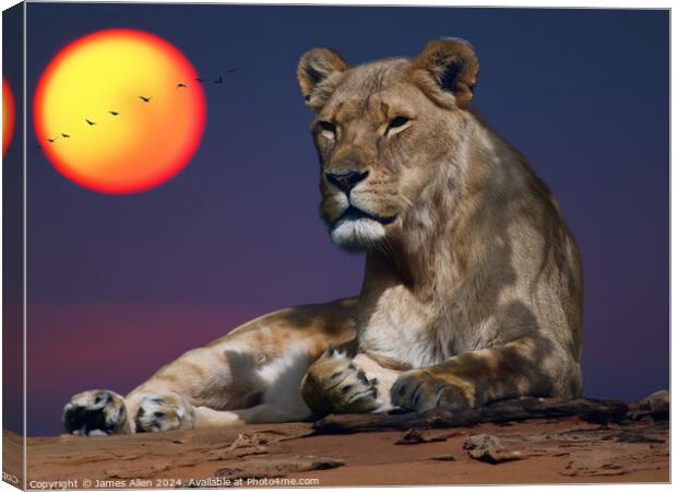 Beautiful Lion resting in the Safari Sunset Canvas Print by James Allen