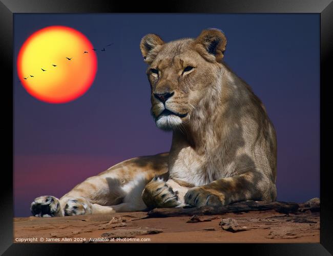 Beautiful Lion resting in the Safari Sunset Framed Print by James Allen
