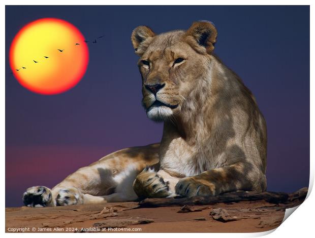 Beautiful Lion resting in the Safari Sunset Print by James Allen