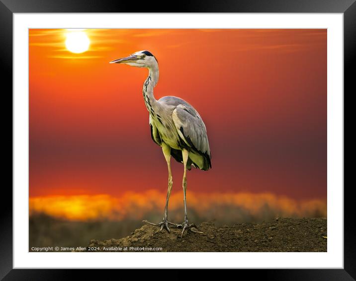 Egret in the sun Framed Mounted Print by James Allen