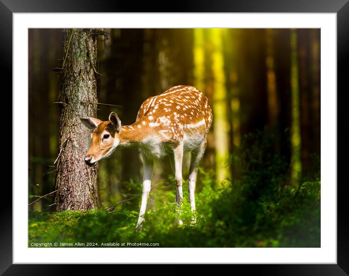 Deer in the Peak District Woodland  Framed Mounted Print by James Allen