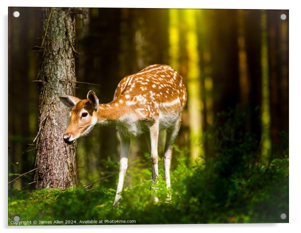 Deer in the Peak District Woodland  Acrylic by James Allen