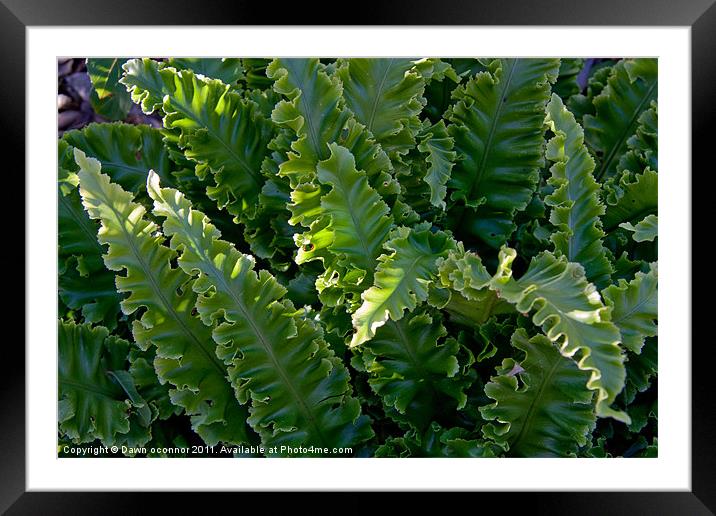 Green Woodland Fern Framed Mounted Print by Dawn O'Connor