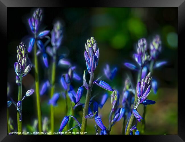 Bluebells  Framed Print by Ian Donaldson