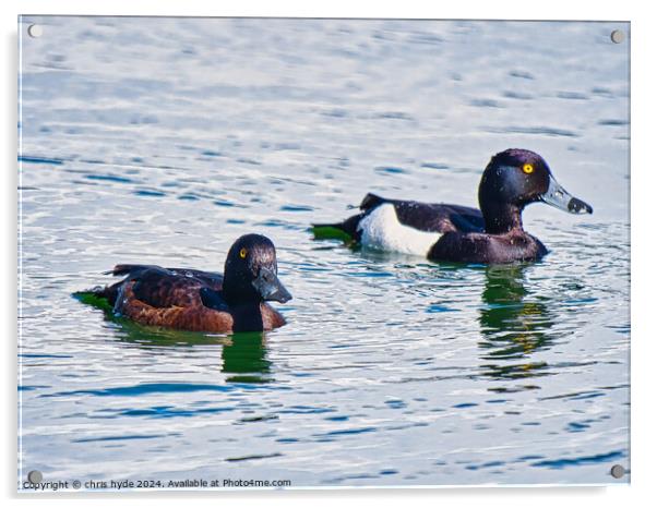 pair of Tufted Ducks Acrylic by chris hyde