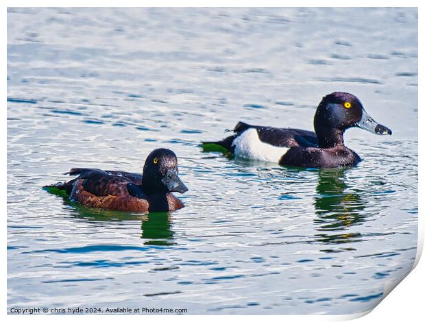 pair of Tufted Ducks Print by chris hyde