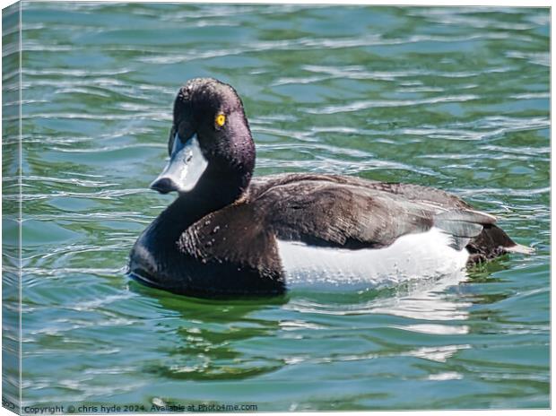 A Tufted Duck Canvas Print by chris hyde