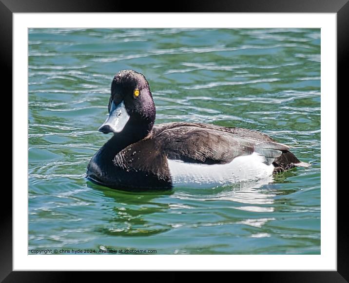 A Tufted Duck Framed Mounted Print by chris hyde