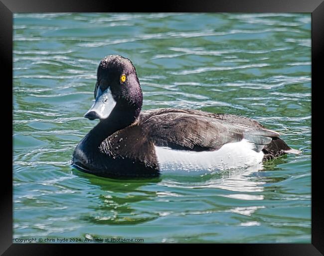 A Tufted Duck Framed Print by chris hyde