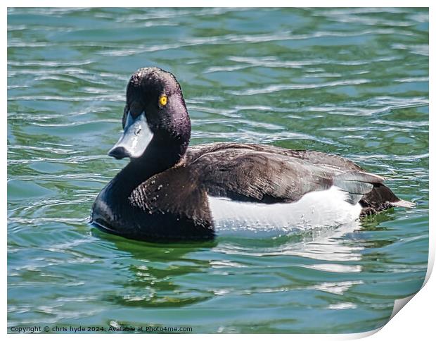 A Tufted Duck Print by chris hyde