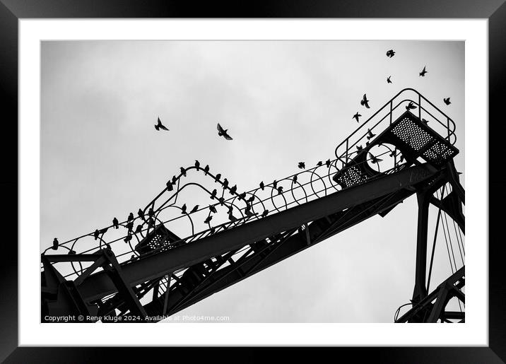 Birds in the crane Framed Mounted Print by Rene Kluge