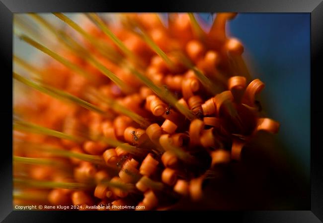 Flower Macro Framed Print by Rene Kluge