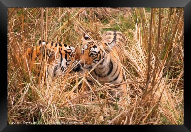 bengal tiger and cub in the Natioanl reserve India  Framed Print by Holly Burgess