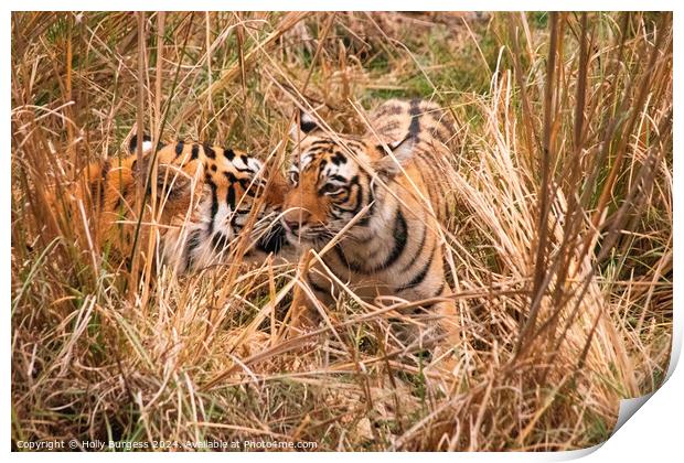 bengal tiger and cub in the Natioanl reserve India  Print by Holly Burgess