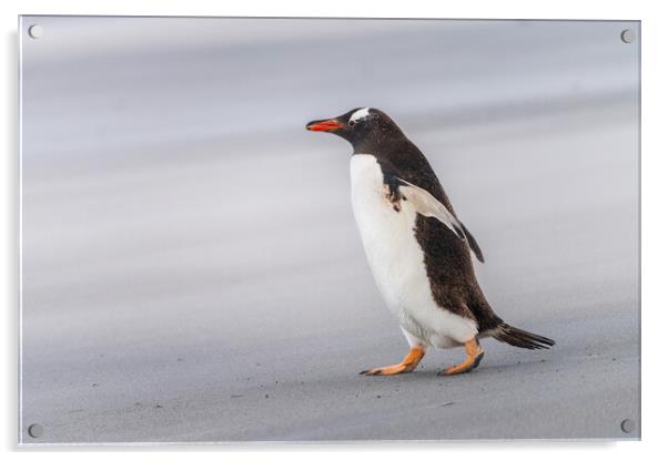 Single Gentoo penguin on Falklands walking to ocean Acrylic by Steve Heap