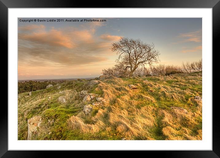Tree on the crags Framed Mounted Print by Gavin Liddle
