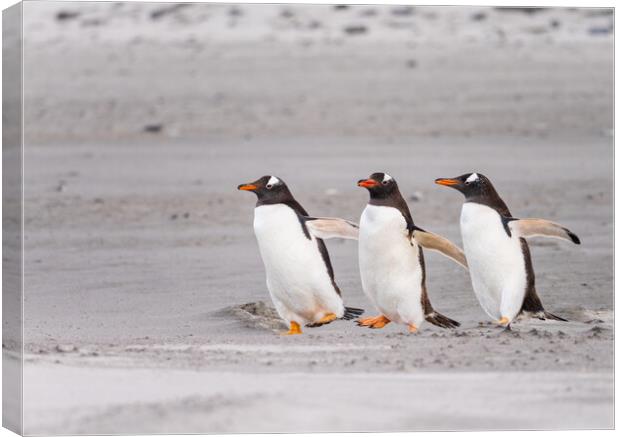 Three Gentoo penguins at Bluff Cove  running on sandy beach Canvas Print by Steve Heap