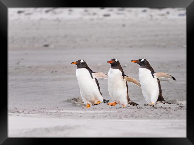 Three Gentoo penguins at Bluff Cove  running on sandy beach Framed Print by Steve Heap