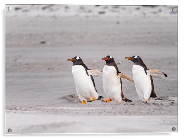 Three Gentoo penguins at Bluff Cove  running on sandy beach Acrylic by Steve Heap