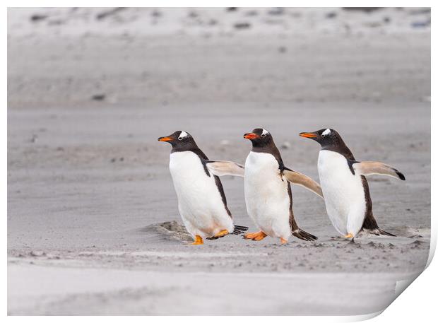 Three Gentoo penguins at Bluff Cove  running on sandy beach Print by Steve Heap
