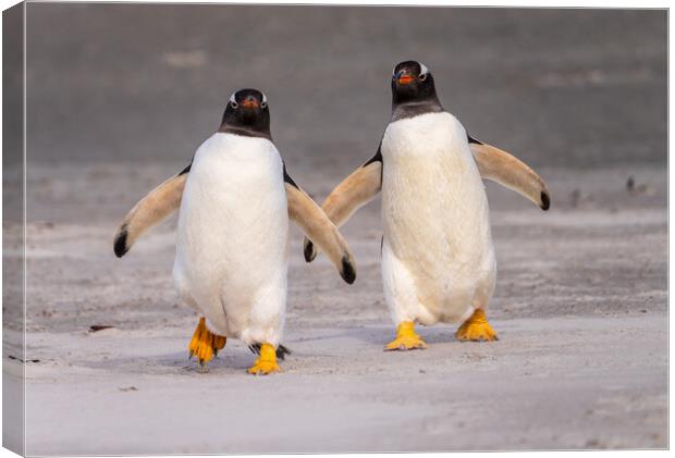 Two Gentoo penguins at Bluff Cove on Falklands walking to ocean Canvas Print by Steve Heap