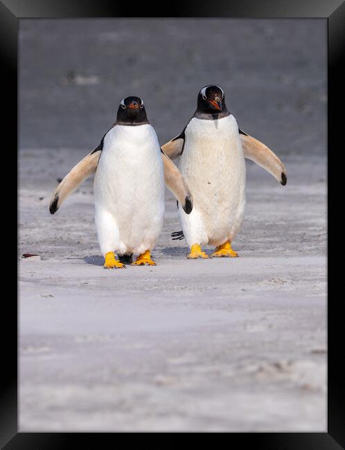 Two Gentoo penguins at Bluff Cove on Falklands walking to ocean Framed Print by Steve Heap