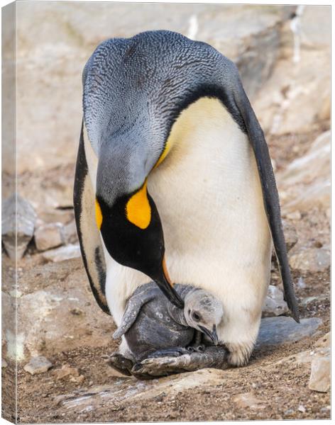 Small chick hiding in the feathers of a King Penguin at Bluff Co Canvas Print by Steve Heap