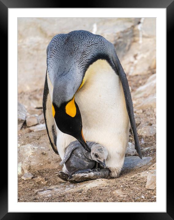 Small chick hiding in the feathers of a King Penguin at Bluff Co Framed Mounted Print by Steve Heap