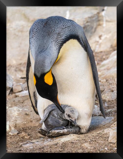 Small chick hiding in the feathers of a King Penguin at Bluff Co Framed Print by Steve Heap