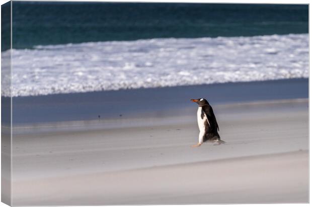 Single Gentoo penguin on Falklands walking to ocean Canvas Print by Steve Heap