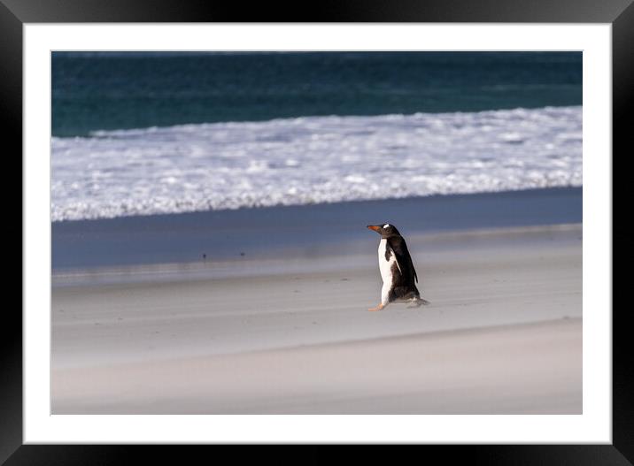 Single Gentoo penguin on Falklands walking to ocean Framed Mounted Print by Steve Heap