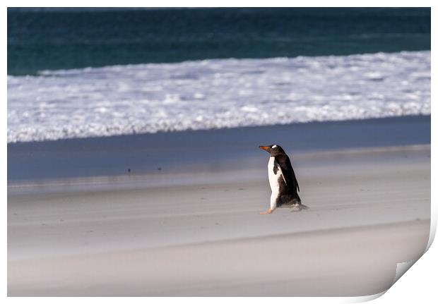 Single Gentoo penguin on Falklands walking to ocean Print by Steve Heap