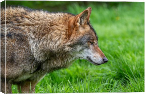 Wolf in Meadow Canvas Print by Arterra 