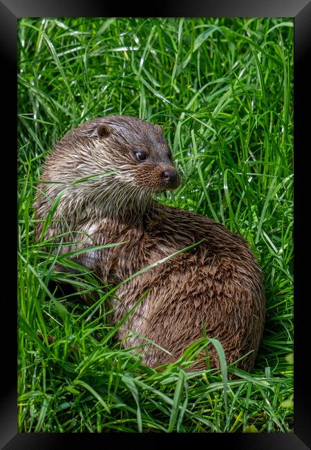 River Otter Framed Print by Arterra 