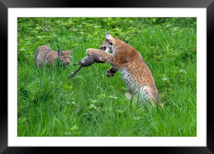 Lynxes Playing with Prey Framed Mounted Print by Arterra 