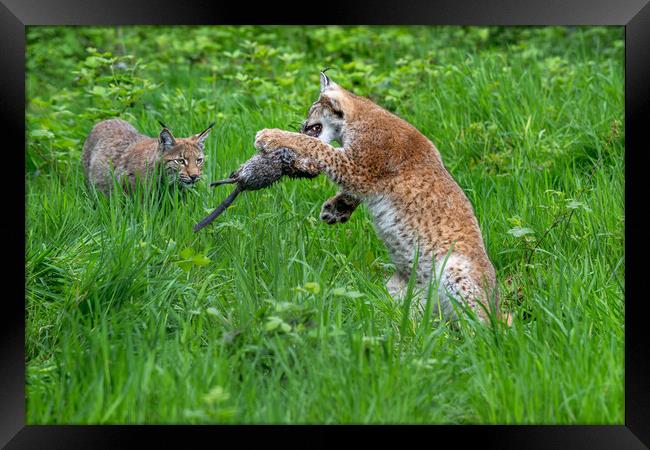 Lynxes Playing with Prey Framed Print by Arterra 