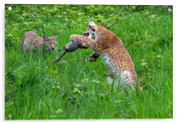 Lynxes Playing with Prey Acrylic by Arterra 