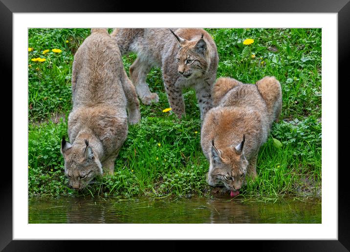 Drinking Lynxes Framed Mounted Print by Arterra 