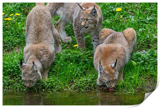 Drinking Lynxes Print by Arterra 