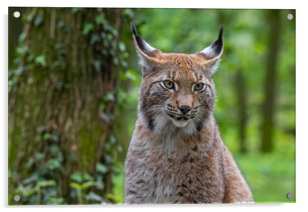 Lynx in Forest Acrylic by Arterra 
