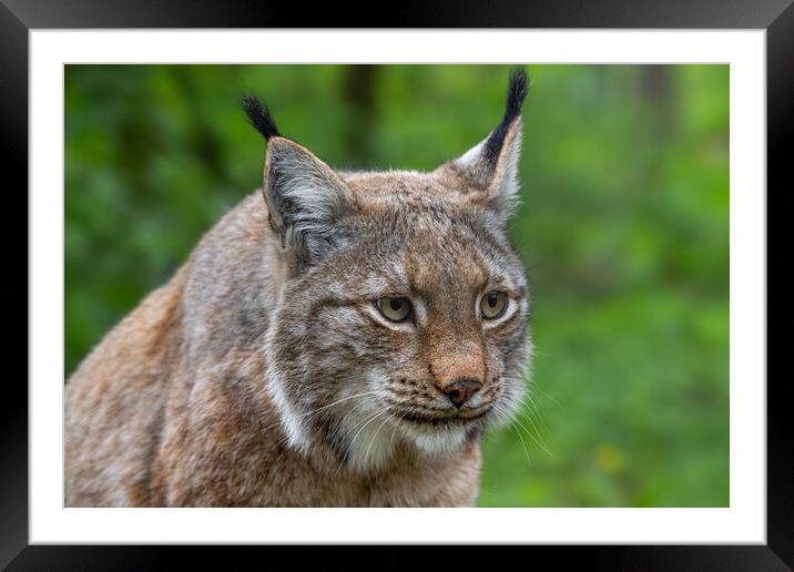Lynx Close-Up Framed Mounted Print by Arterra 