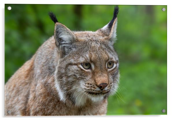 Lynx Close-Up Acrylic by Arterra 