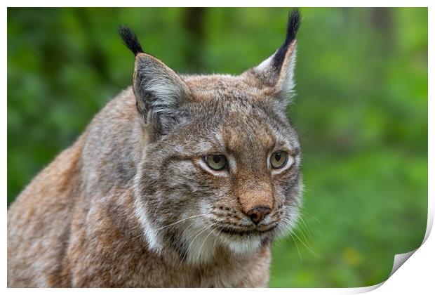 Lynx Close-Up Print by Arterra 