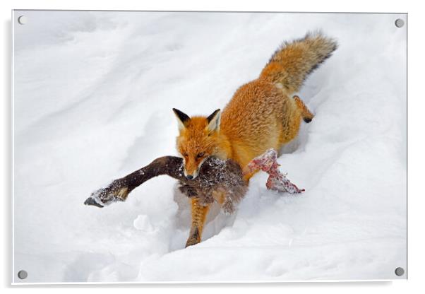 Red Fox with Chamois Leg Acrylic by Arterra 