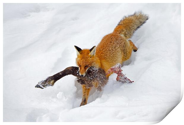 Red Fox with Chamois Leg Print by Arterra 