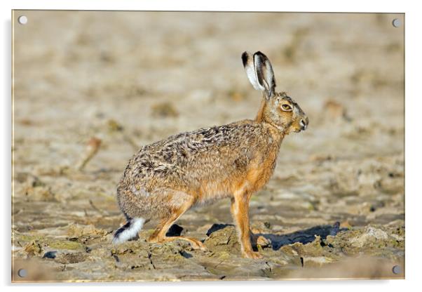 Brown Hare in Field Acrylic by Arterra 
