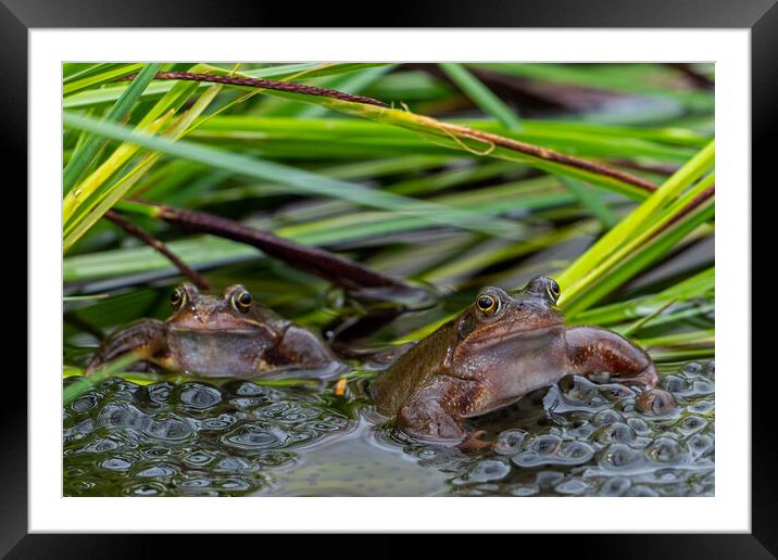 Two Brown Frogs in Pond Framed Mounted Print by Arterra 