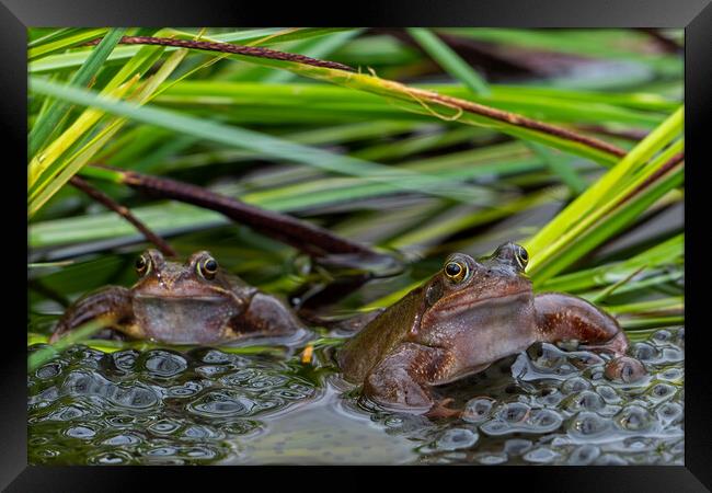Two Brown Frogs in Pond Framed Print by Arterra 
