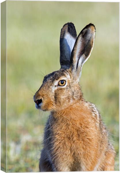 Brown Hare Close-Up Canvas Print by Arterra 
