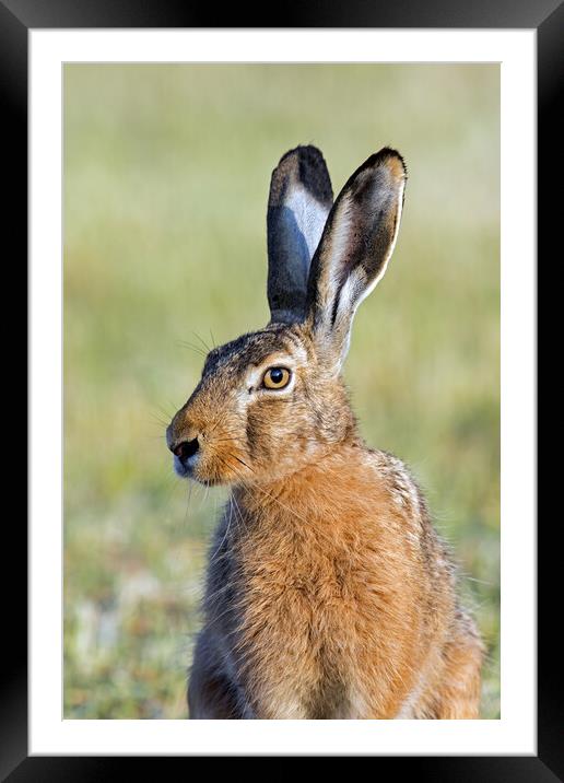 Brown Hare Close-Up Framed Mounted Print by Arterra 